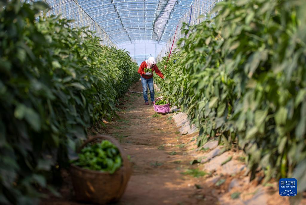指尖捕鱼游戏最新版